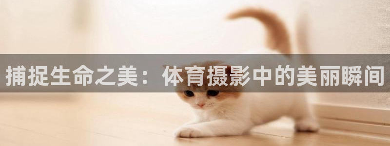 风速体育nba直播：捕捉生命之美：体育摄影中的美丽瞬间