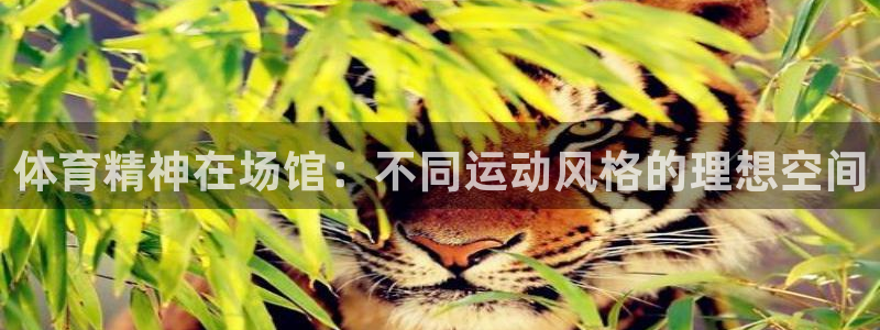 风速体育直播app：体育精神在场馆：不同运动风格的理想空间